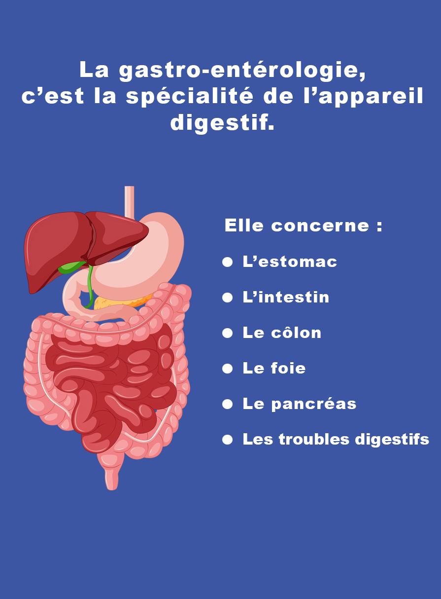 La gastro-entérologie et les maladies digestives Illustration des organes digestifs suivis en gastro-entérologie : estomac, intestin, foie et pancréas